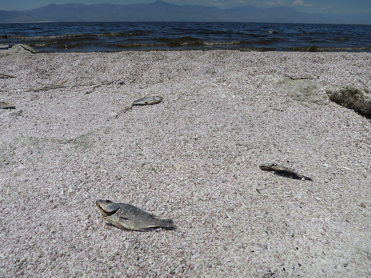 Tilapias morts sur une plage de la Salton Sea en Californie Tilapias morts sur une plage de la Salton Sea en Californie