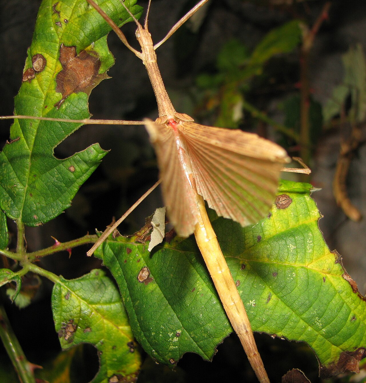 Phasme Sipyloidea sipylus femelle montrant ses ailes ouvertes Phasme Sipyloidea sipylus femelle montrant ses ailes ouvertes