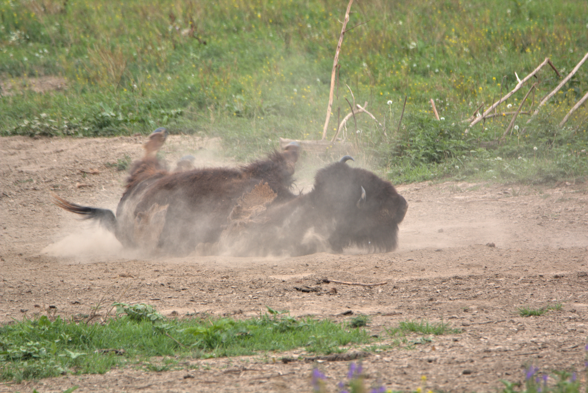 bison americain bain poussiere wallow Bison américain se roulant dans la poussière dans une prairie