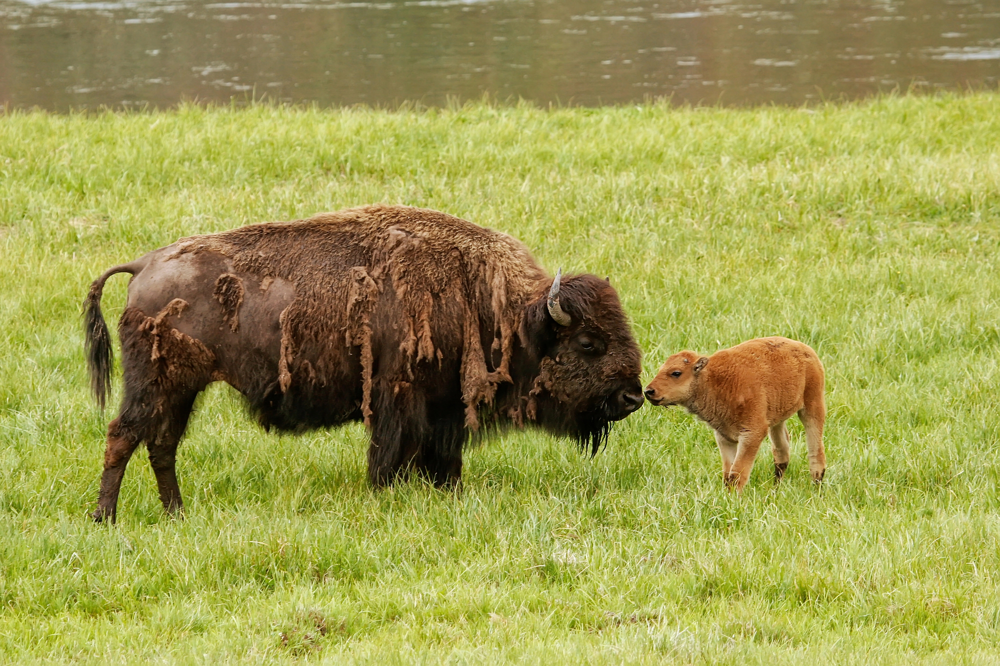 bison americain femelle veau yellowstone Femelle bison américain avec son veau au pelage roux