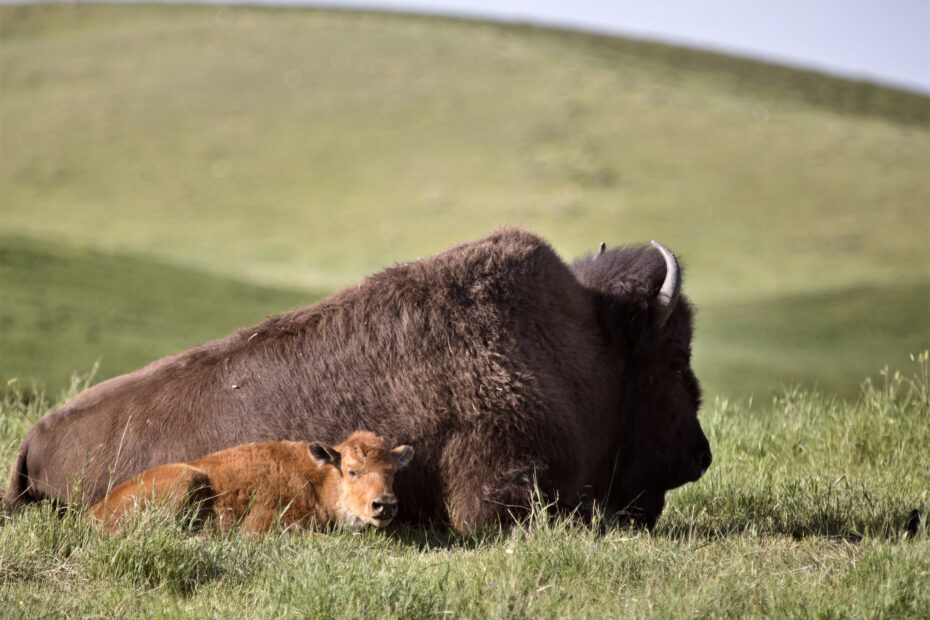 Bison américain adulte avec un petit dans une prairie