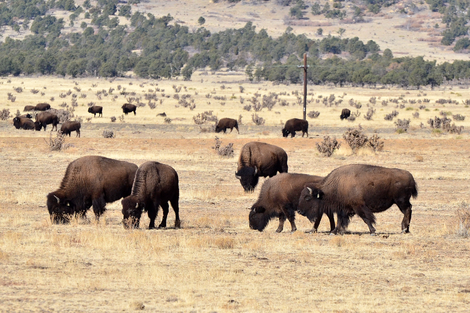 bison americain prairie nouveau mexique Bisons américains dans une prairie du Nouveau-Mexique