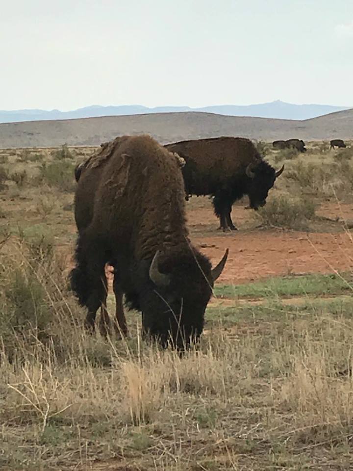 bison americain rancho el uno janos mexique Bison américain au Rancho El Uno à Janos au Mexique