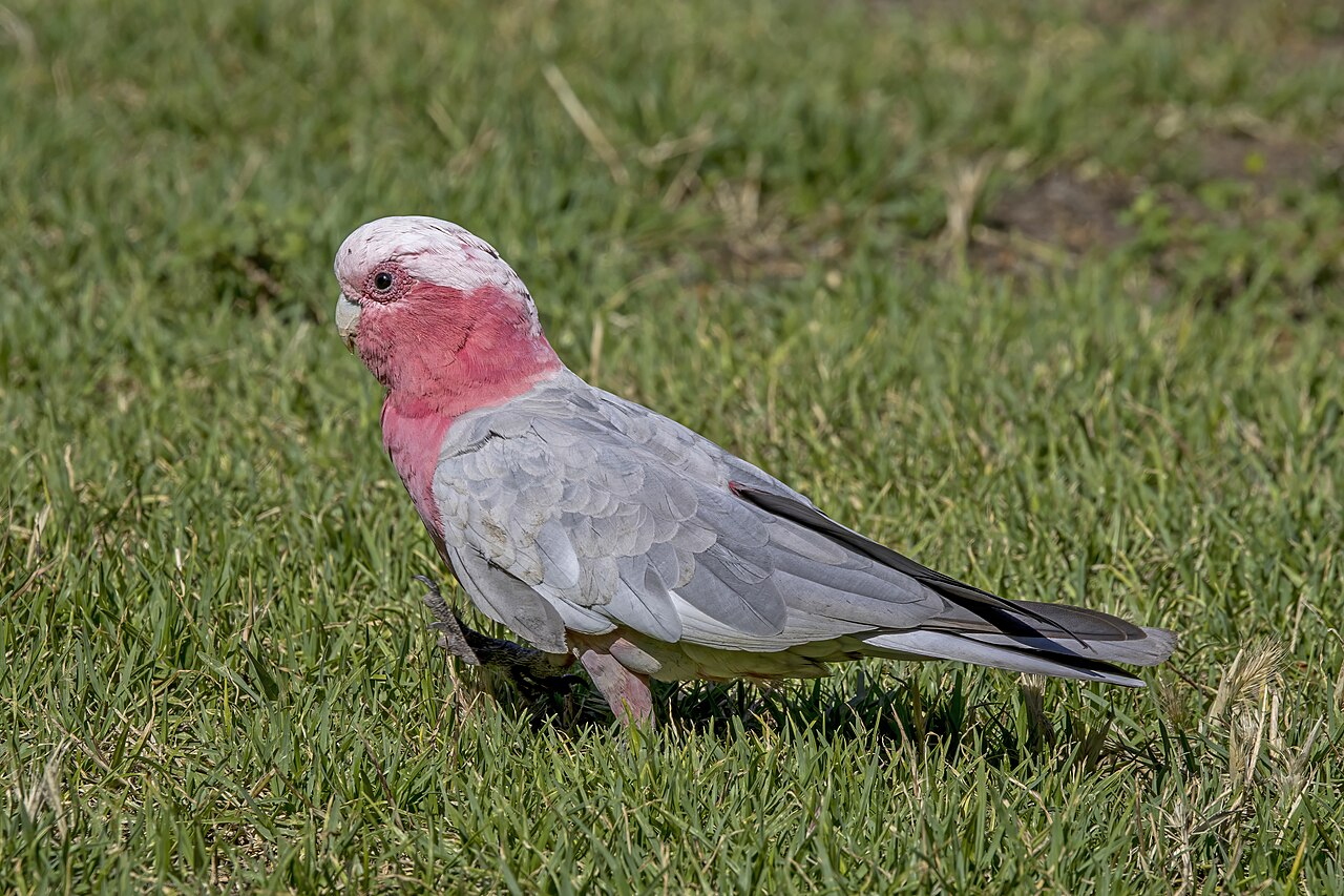 cacatoes rosalbin galah australie Galah ou cacatoès rosalbin en Australie