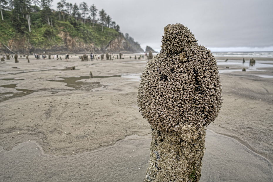 La forêt fantôme de Neskowin : des arbres vieux de 2 000 ans surgissent du sable en Oregon foret fantome de neskowin maree basse Nombreuses souches de la forêt fantôme de Neskowin découvertes à marée basse sur la plage de l'Oregon