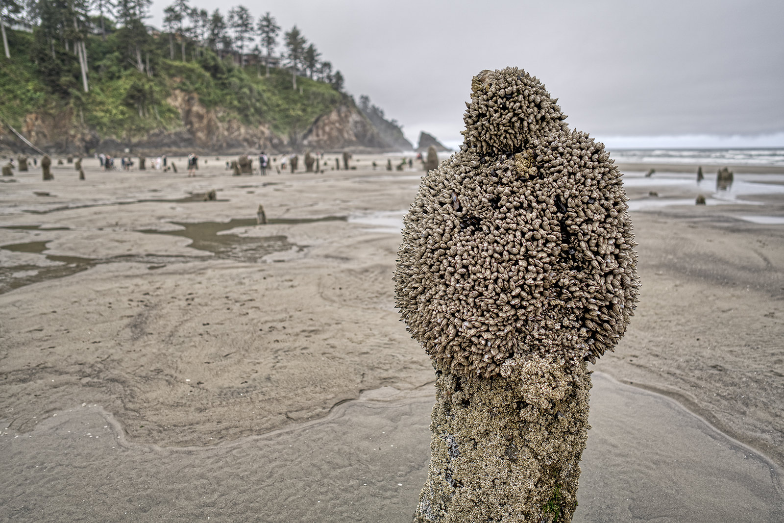 La forêt fantôme de Neskowin à marée basse Nombreuses souches de la forêt fantôme de Neskowin découvertes à marée basse sur la plage de l'Oregon