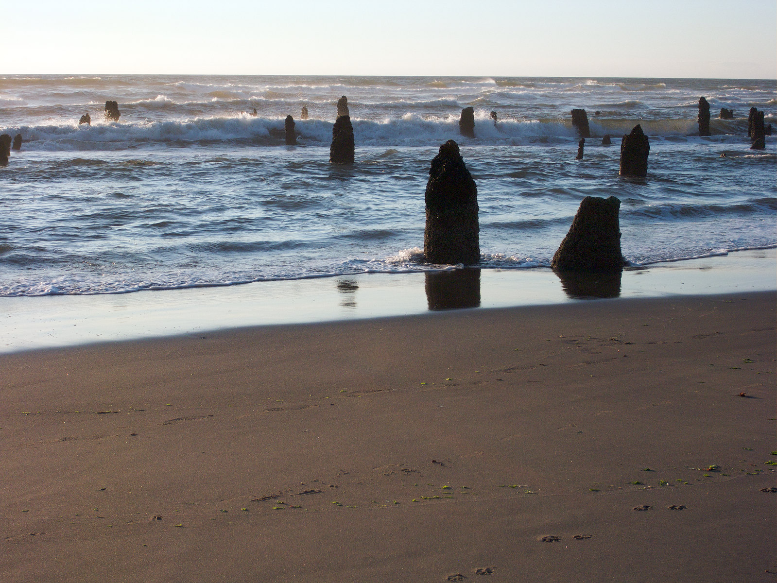 La forêt préhistorique de Neskowin en Oregon Anciennes souches de la forêt fantôme de Neskowin visibles sur la plage de l'Oregon