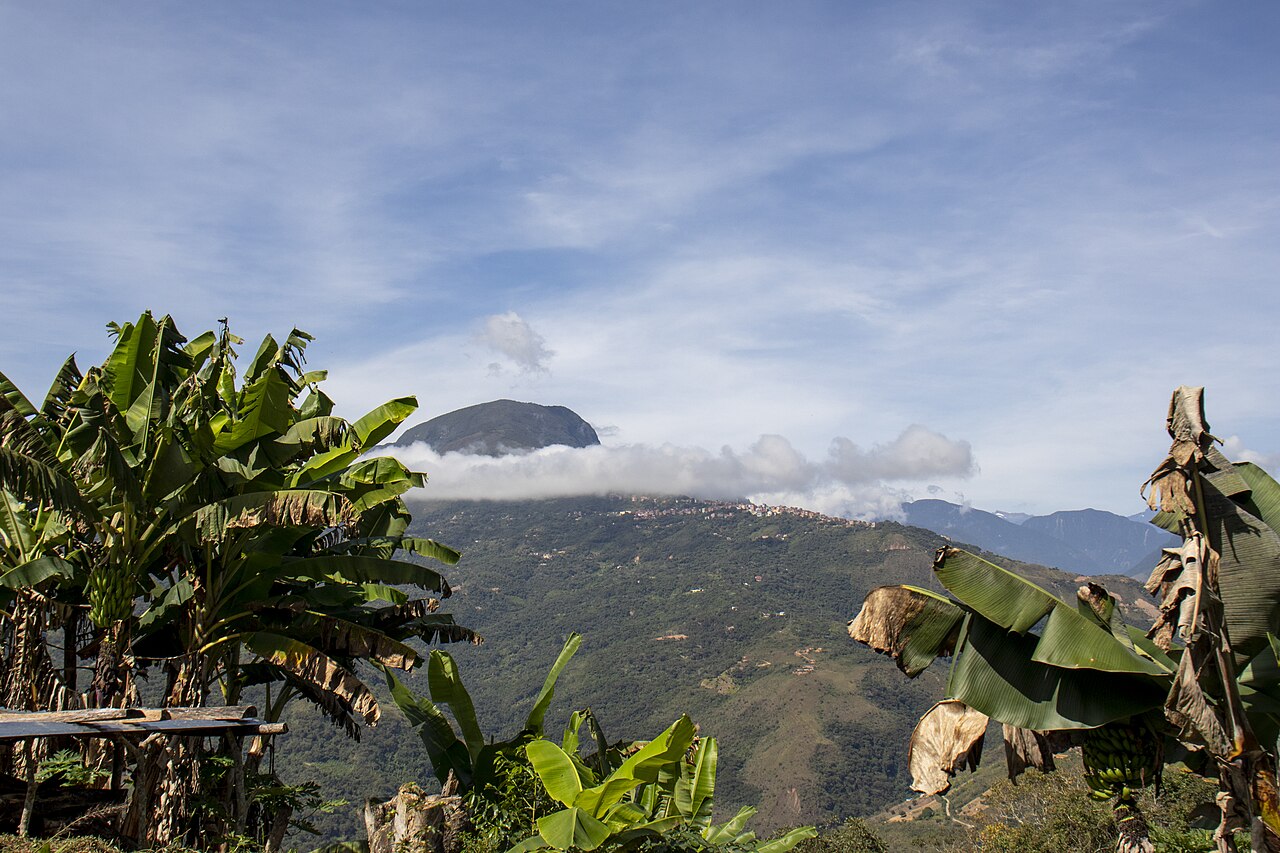 Forêt des Yungas près de Coroico en Bolivie, habitat de Leopardus tilcayo Forêt des Yungas près de Coroico en Bolivie, habitat de Leopardus tilcayo