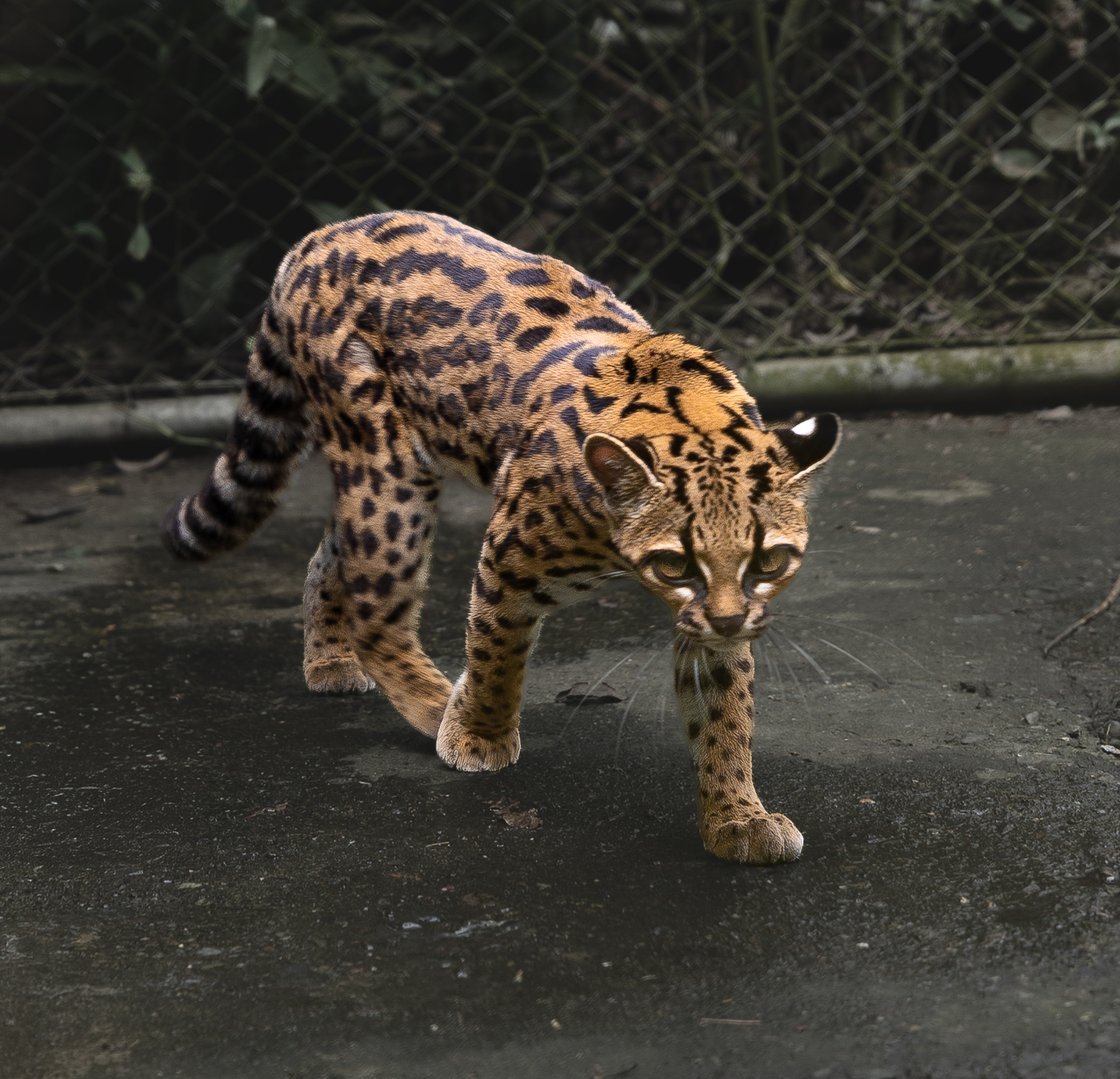 leopardus tilcayo chat sauvage bolivie Leopardus tilcayo, nouvelle espèce de chat sauvage découverte en Bolivie