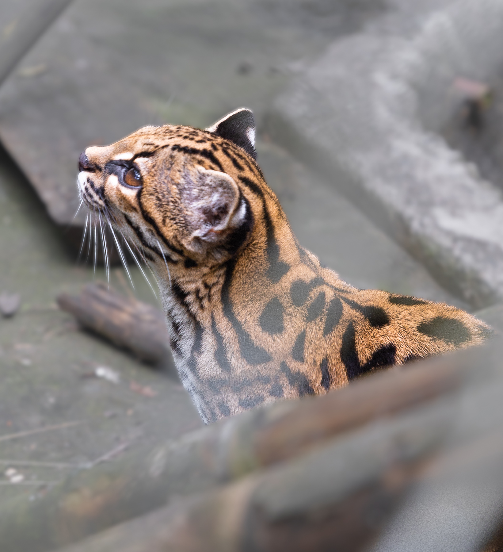 Profil de Leopardus tilcayo avec son pelage tacheté Profil de Leopardus tilcayo avec son pelage tacheté