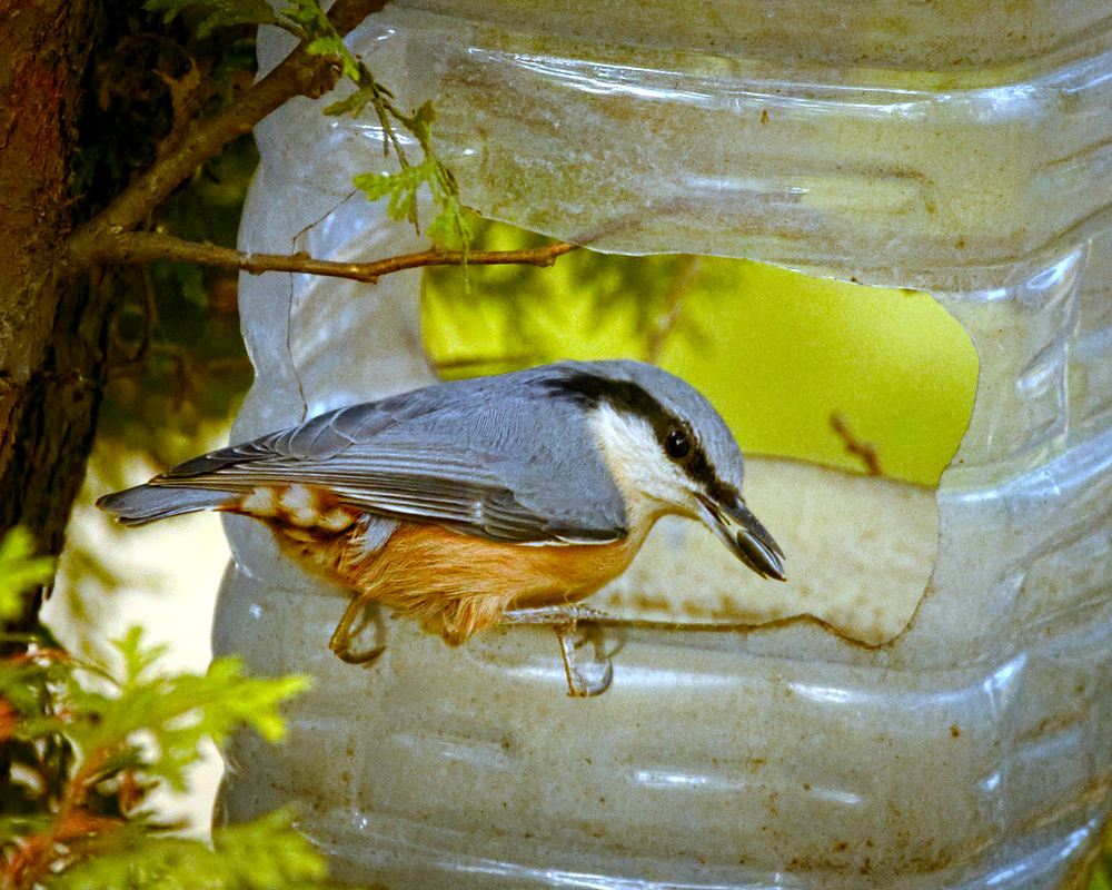 sittelle torchepot sur une mangeoire fabriquée avec une bouteille en plastique sittelle torchepot sur une mangeoire fabriquée avec une bouteille en plastique