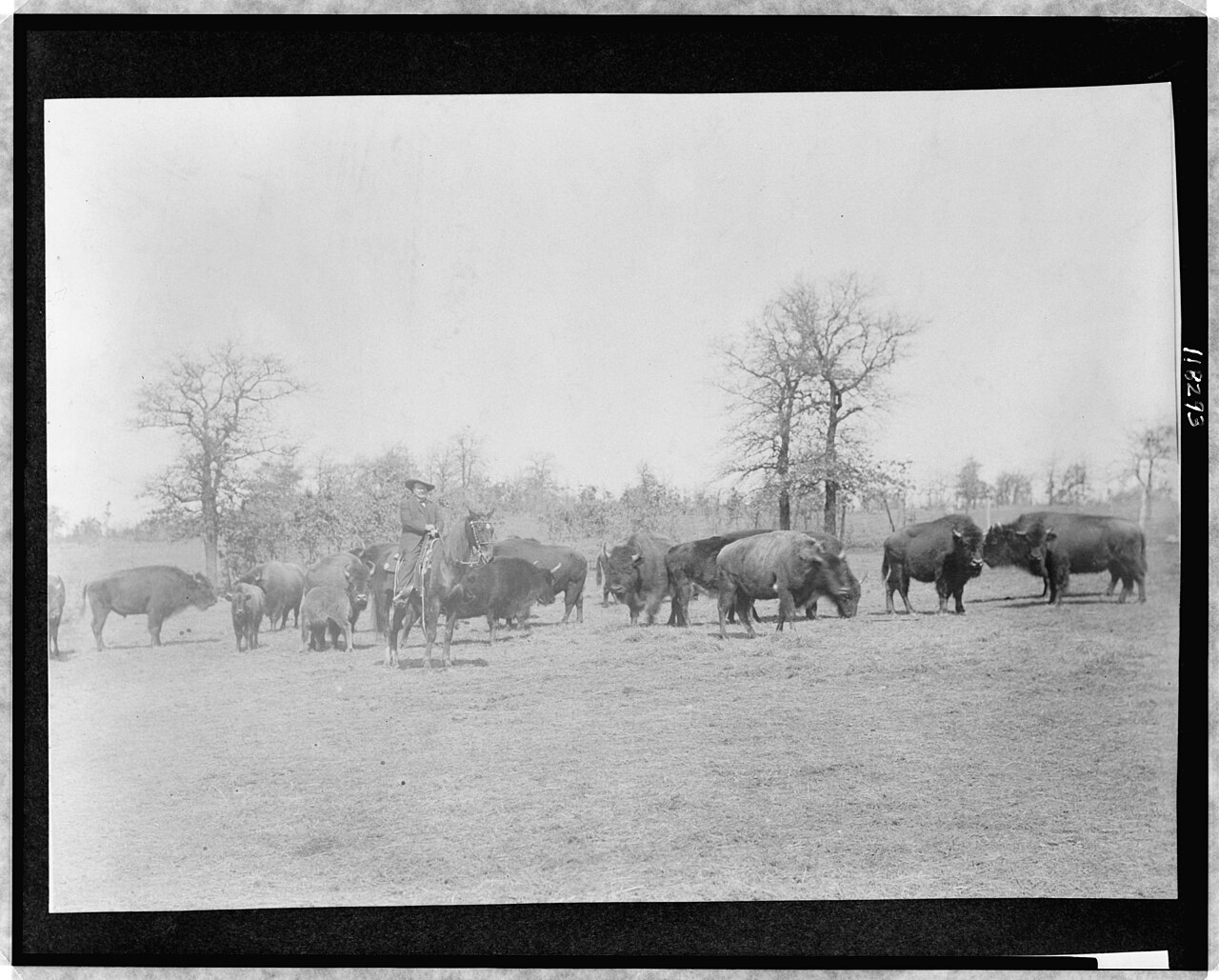 Pawnee Bill à cheval parmi des bisons en Oklahoma en 1908 Pawnee Bill à cheval parmi des bisons en Oklahoma en 1908