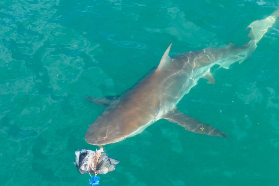 Requin cuivre Carcharhinus brachyurus nageant au large de Gansbaai en Afrique du Sud