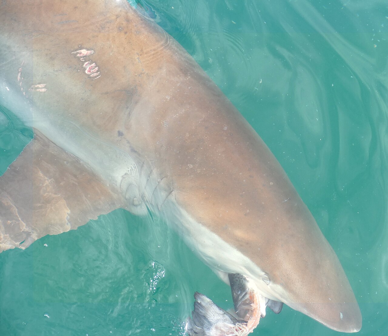 equin cuivre Carcharhinus brachyurus, même espèce que Bukang-i à Busan Requin cuivre Carcharhinus brachyurus, même espèce que Bukang-i observé dans un canal à Busan