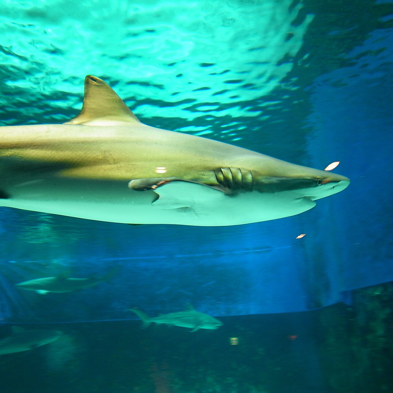 Requin cuivre Carcharhinus brachyurus à Okinawa Requin cuivre Carcharhinus brachyurus photographié à Okinawa au Japon