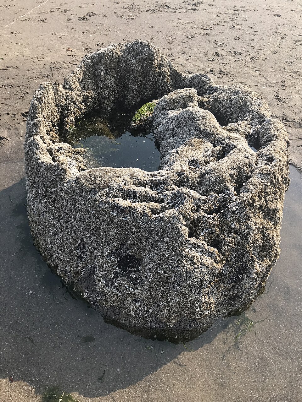 Gros plan sur une souche de la forêt fantôme de Neskowin Gros plan sur une ancienne souche de la forêt fantôme de Neskowin