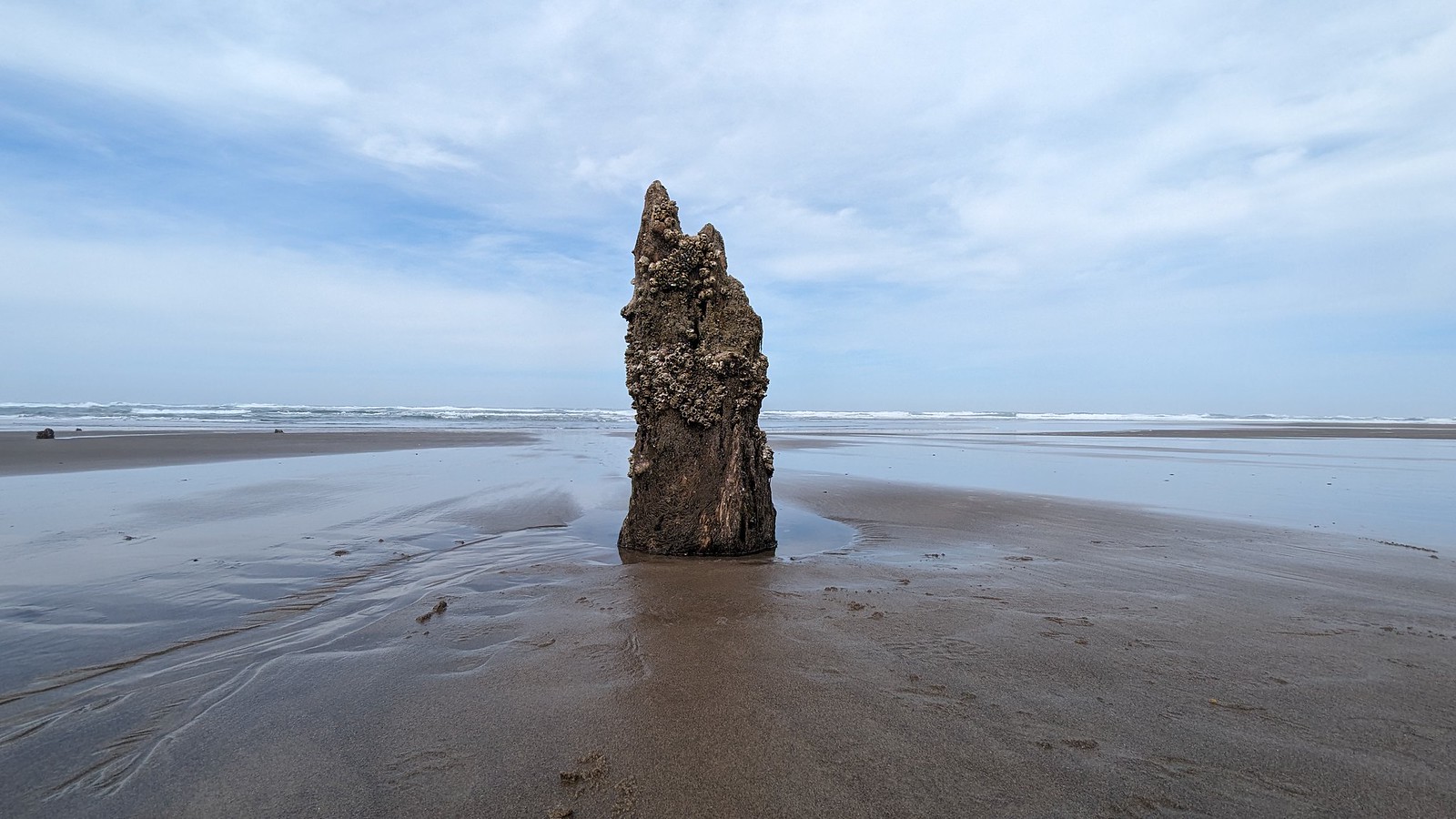 Souche de la forêt fantôme de Neskowin Ancienne souche de la forêt fantôme de Neskowin émergeant du sable sur la plage