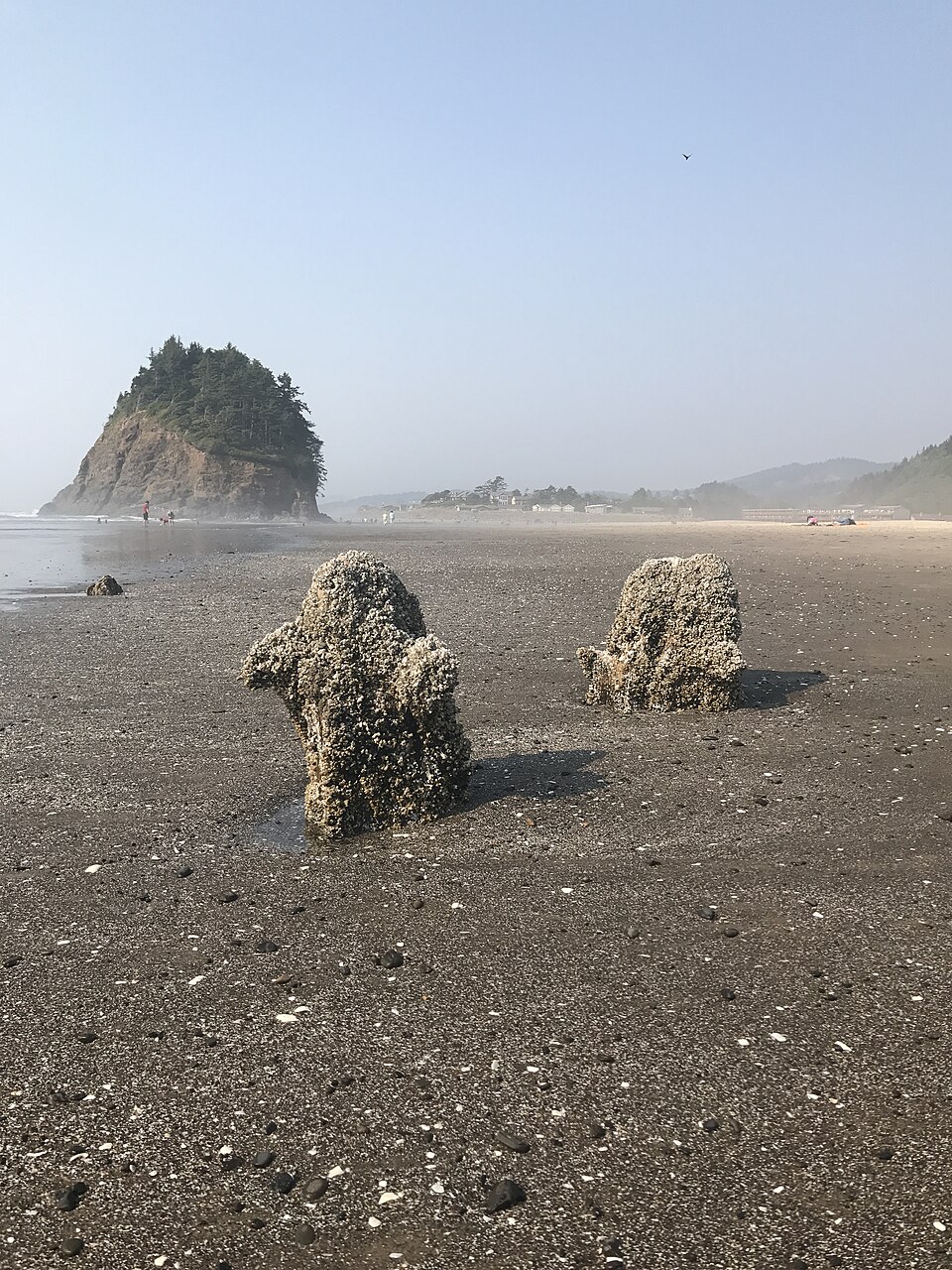 Souches de Neskowin devant Proposal Rock Anciennes souches de la forêt fantôme de Neskowin devant Proposal Rock
