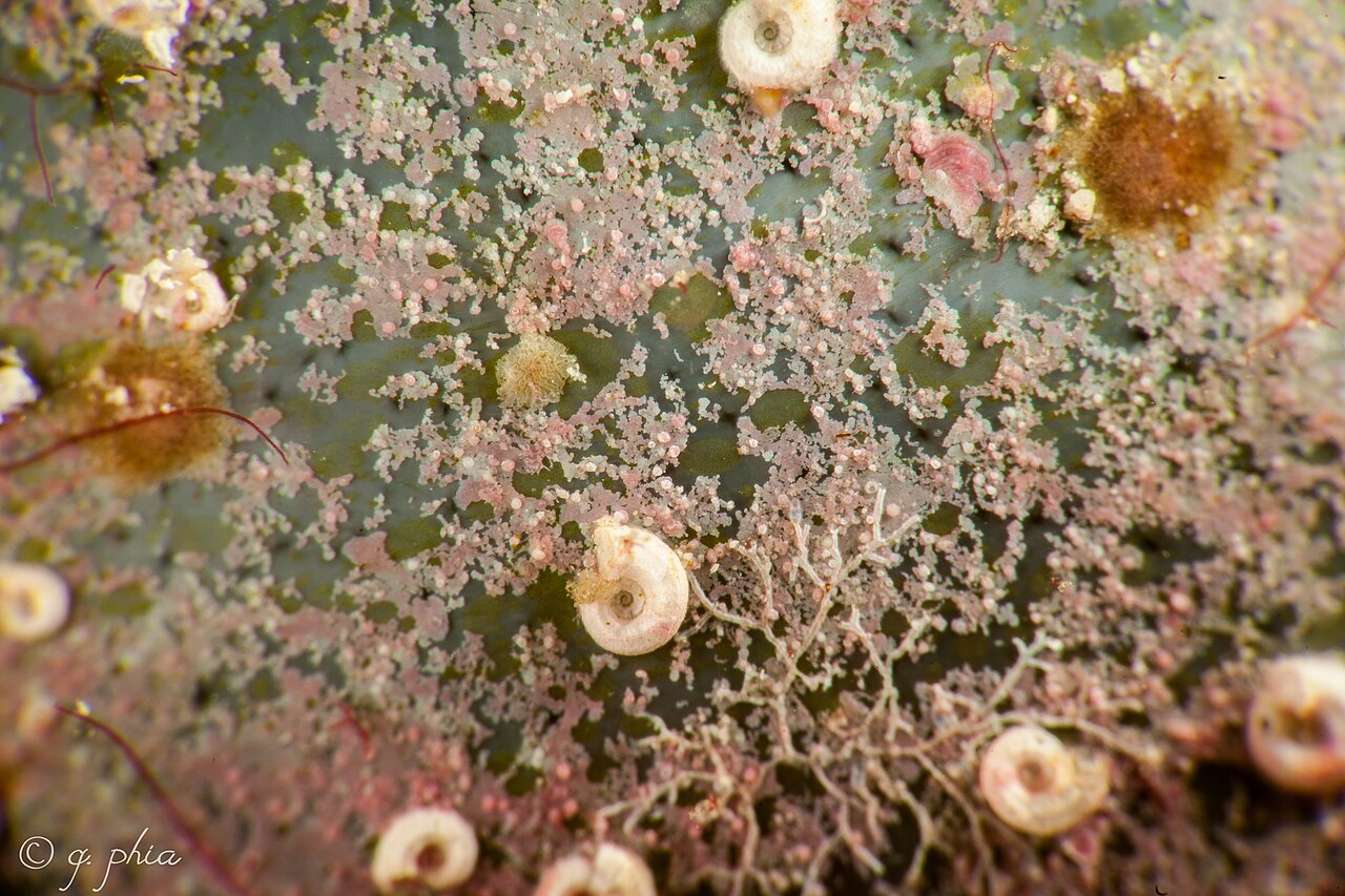 Gros plan de la surface d’une Valonia ventricosa recouverte d’organismes encroûtants Gros plan de la surface d’une Valonia ventricosa recouverte d’organismes encroûtants