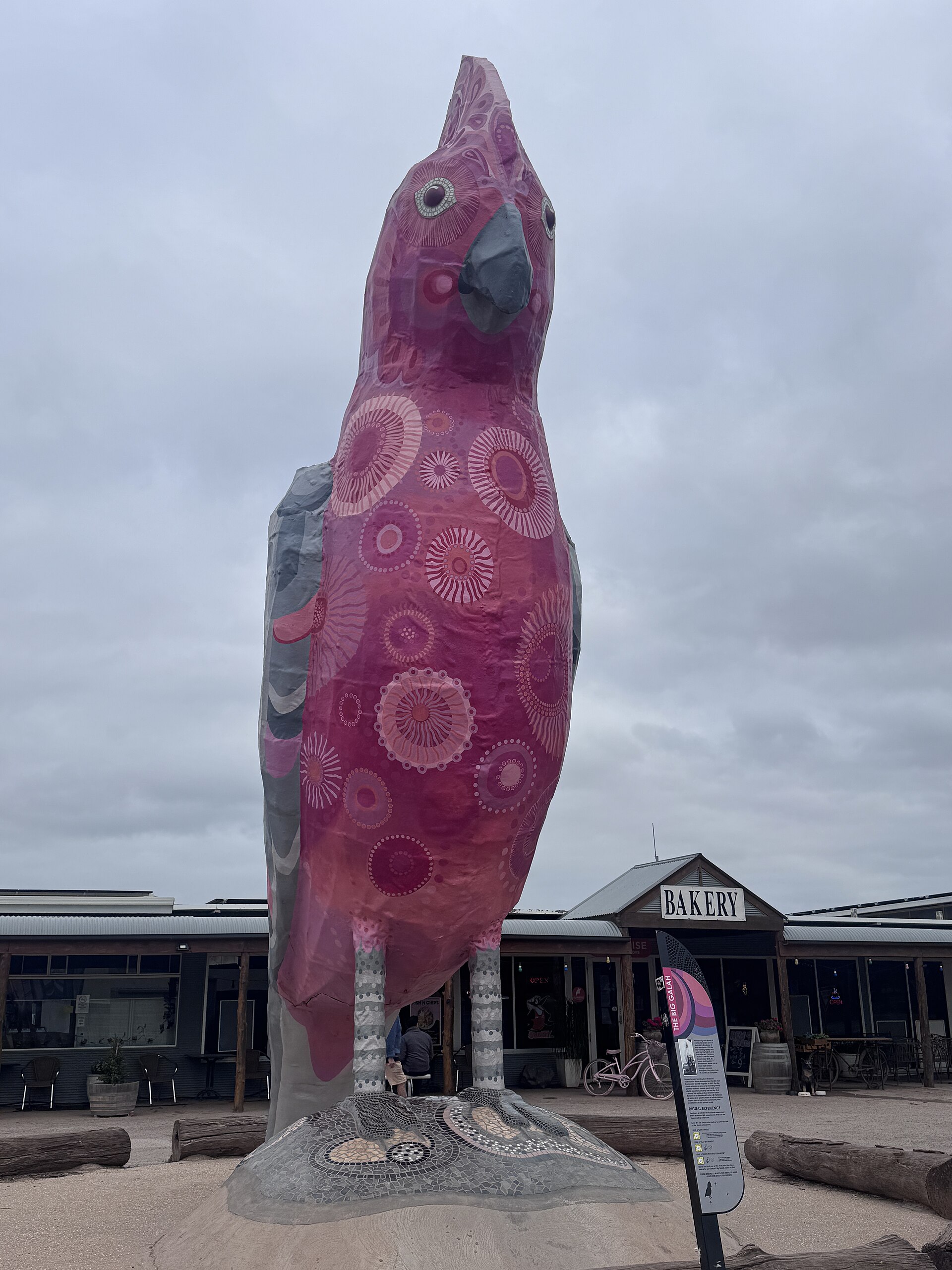 the big galah kimba australie cacatoes rosalbin The Big Galah, cacatoès géant rose et gris à Kimba en Australie