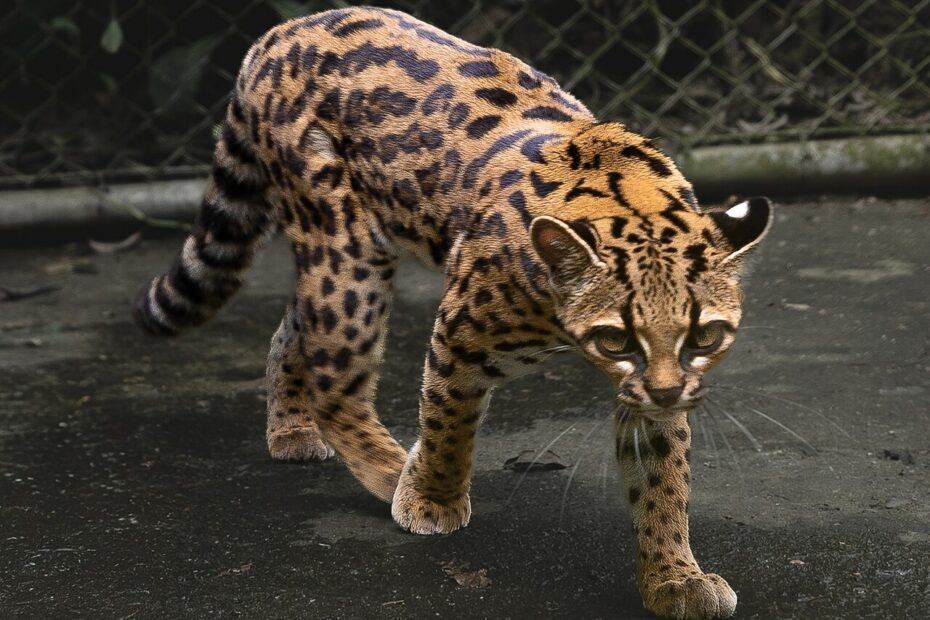 Leopardus tilcayo : une nouvelle espèce de chat sauvage découverte en Bolivie tigrino leopardus tilcayo chat sauvage bolivie Tigrino, un Leopardus tilcayo, nouvelle espèce de chat sauvage découverte en Bolivie
