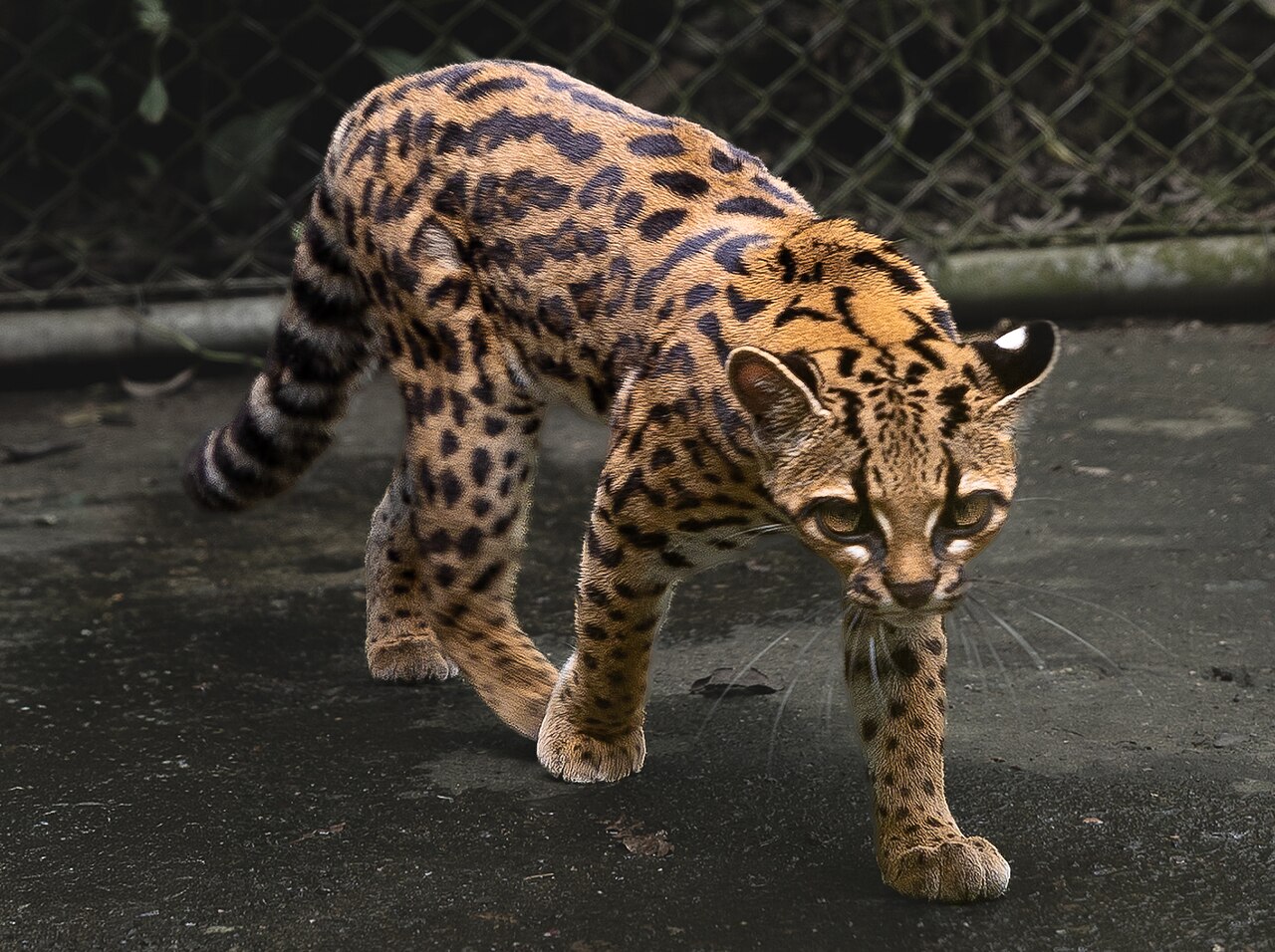 tigrino leopardus tilcayo chat sauvage bolivie Tigrino, un Leopardus tilcayo, nouvelle espèce de chat sauvage découverte en Bolivie