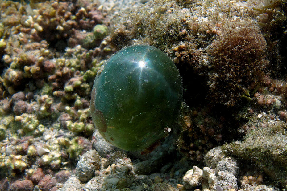 Valonia ventricosa, algue bulle verte unicellulaire photographiée à La Réunion