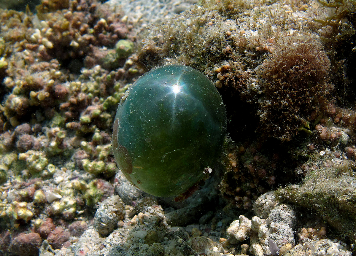 valonia ventricosa algue bulle la reunion Valonia ventricosa, algue bulle verte unicellulaire photographiée à La Réunion