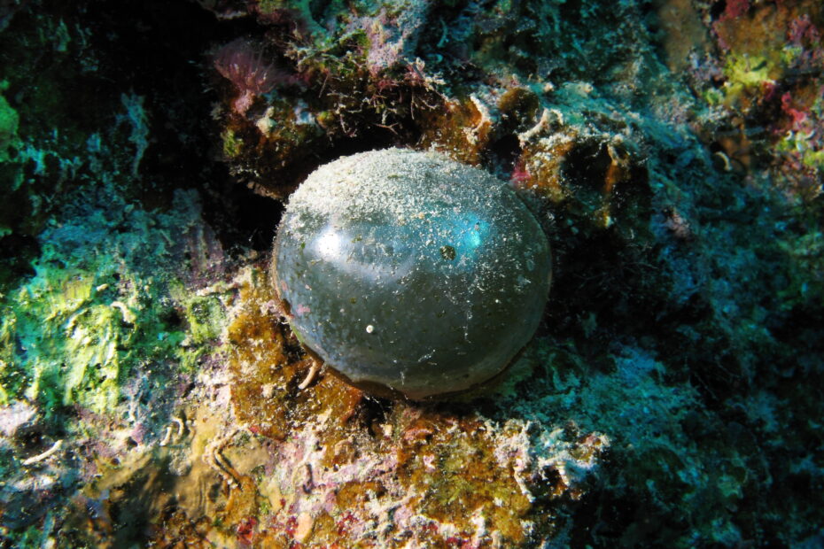 Valonia ventricosa, une cellule géante en forme de bille sur un récif de la mer Rouge