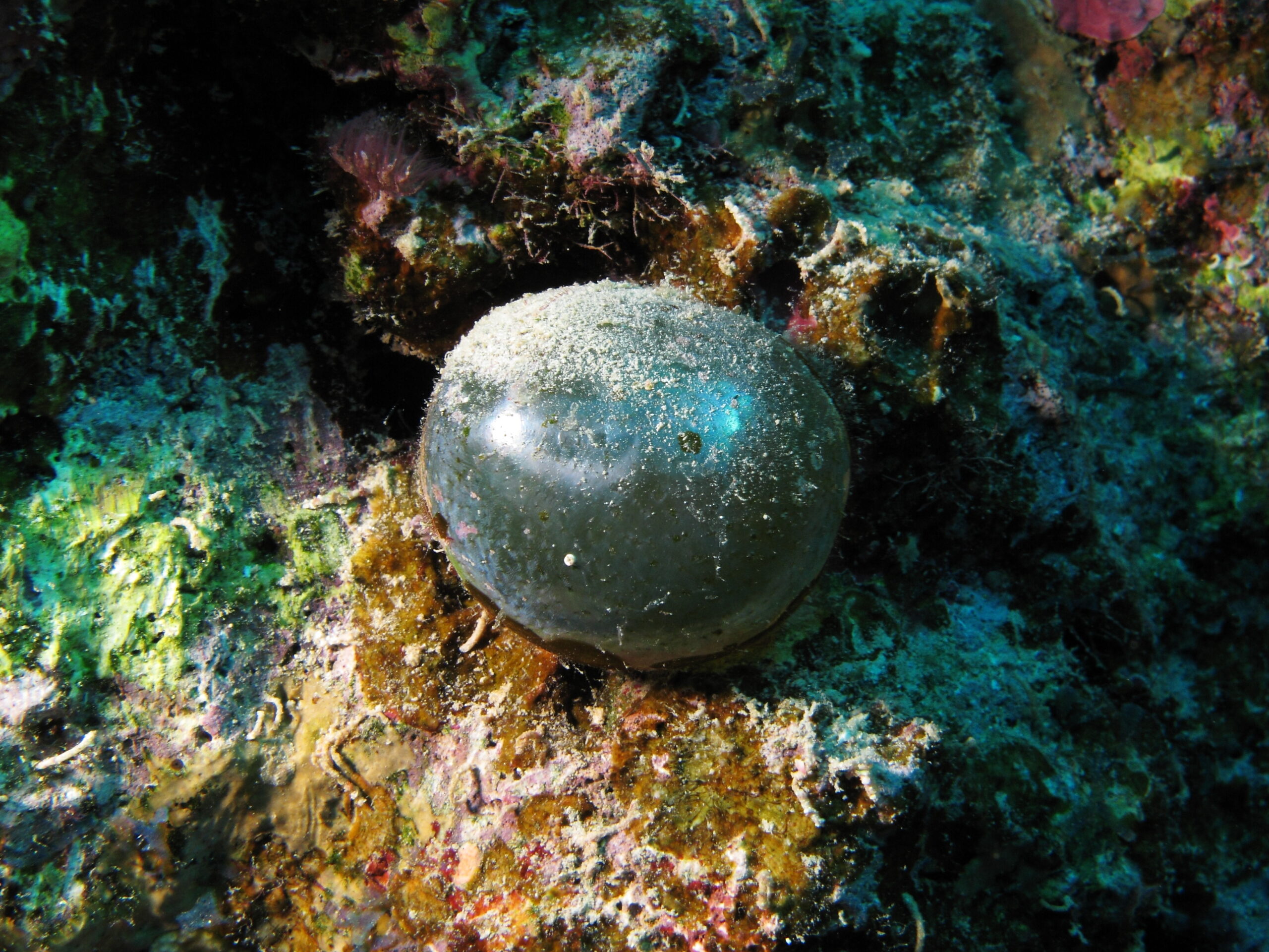Valonia ventricosa, une cellule géante en forme de bille sur un récif de la mer Rouge Valonia ventricosa, une cellule géante en forme de bille sur un récif de la mer Rouge
