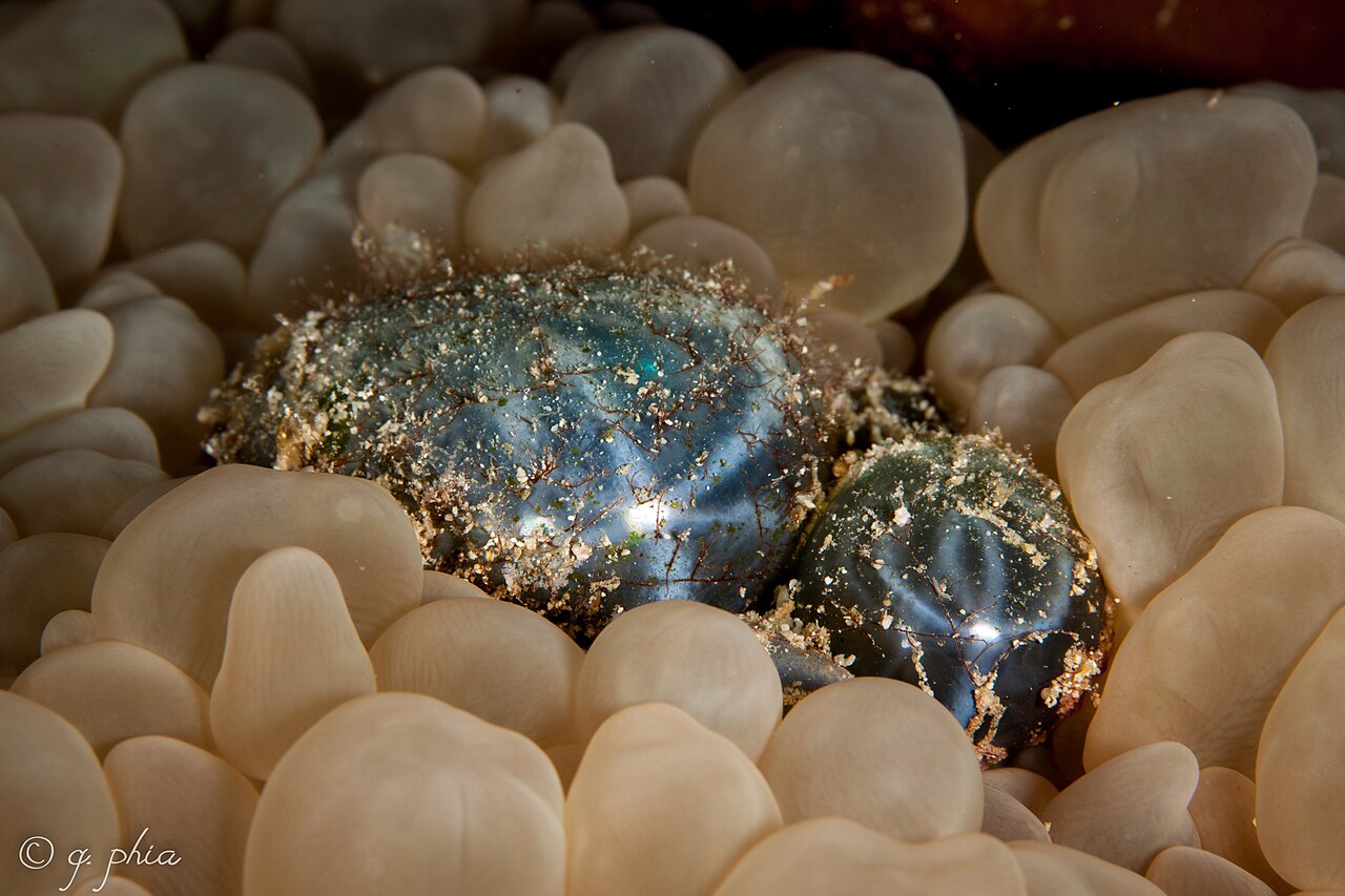 Deux Valonia ventricosa nichées parmi les vésicules d’un corail-bulle à Wakatobi Deux Valonia ventricosa nichées parmi les vésicules d’un corail-bulle à Wakatobi