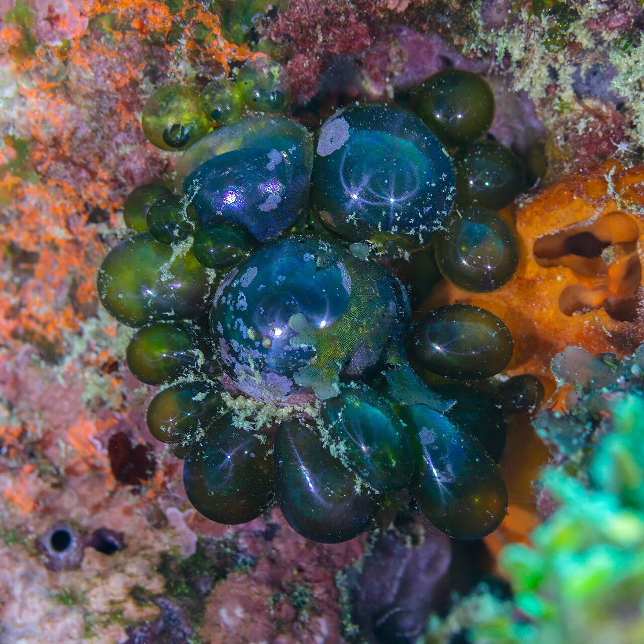 Groupe de Valonia ventricosa formant des bulles vertes sur un récif à Zanzibar Groupe de Valonia ventricosa formant des bulles vertes sur un récif à Zanzibar
