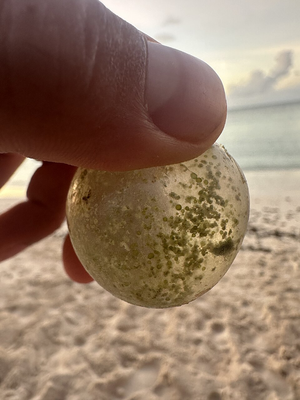 Valonia ventricosa tenue entre les doigts montrant la taille de cette cellule géante Valonia ventricosa tenue entre les doigts montrant la taille de cette cellule géante