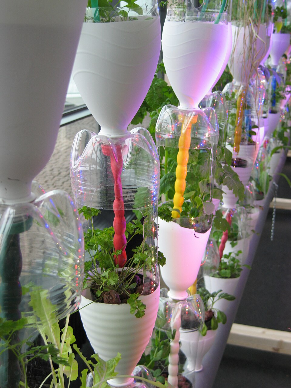 jardin vertical Windowfarm utilisant des bouteilles en plastique devant une fenêtre jardin vertical Windowfarm utilisant des bouteilles en plastique devant une fenêtre