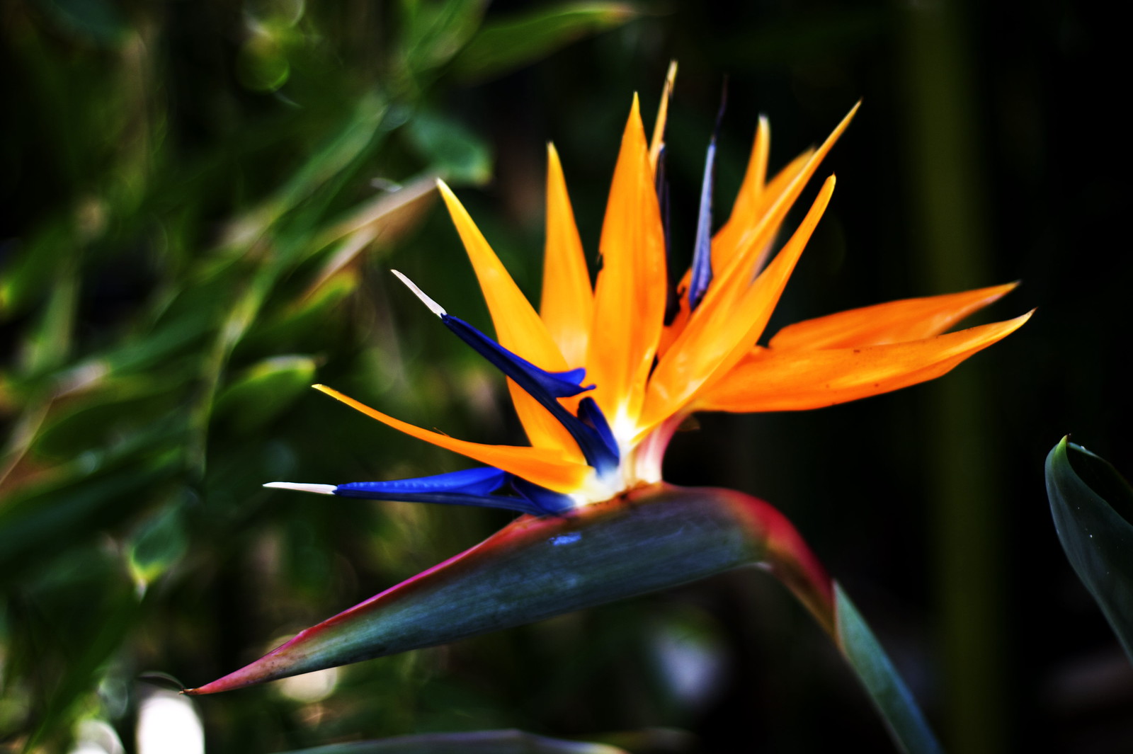 fleur oiseau paradis Fleur oiseau de paradis (Strelitzia reginae)