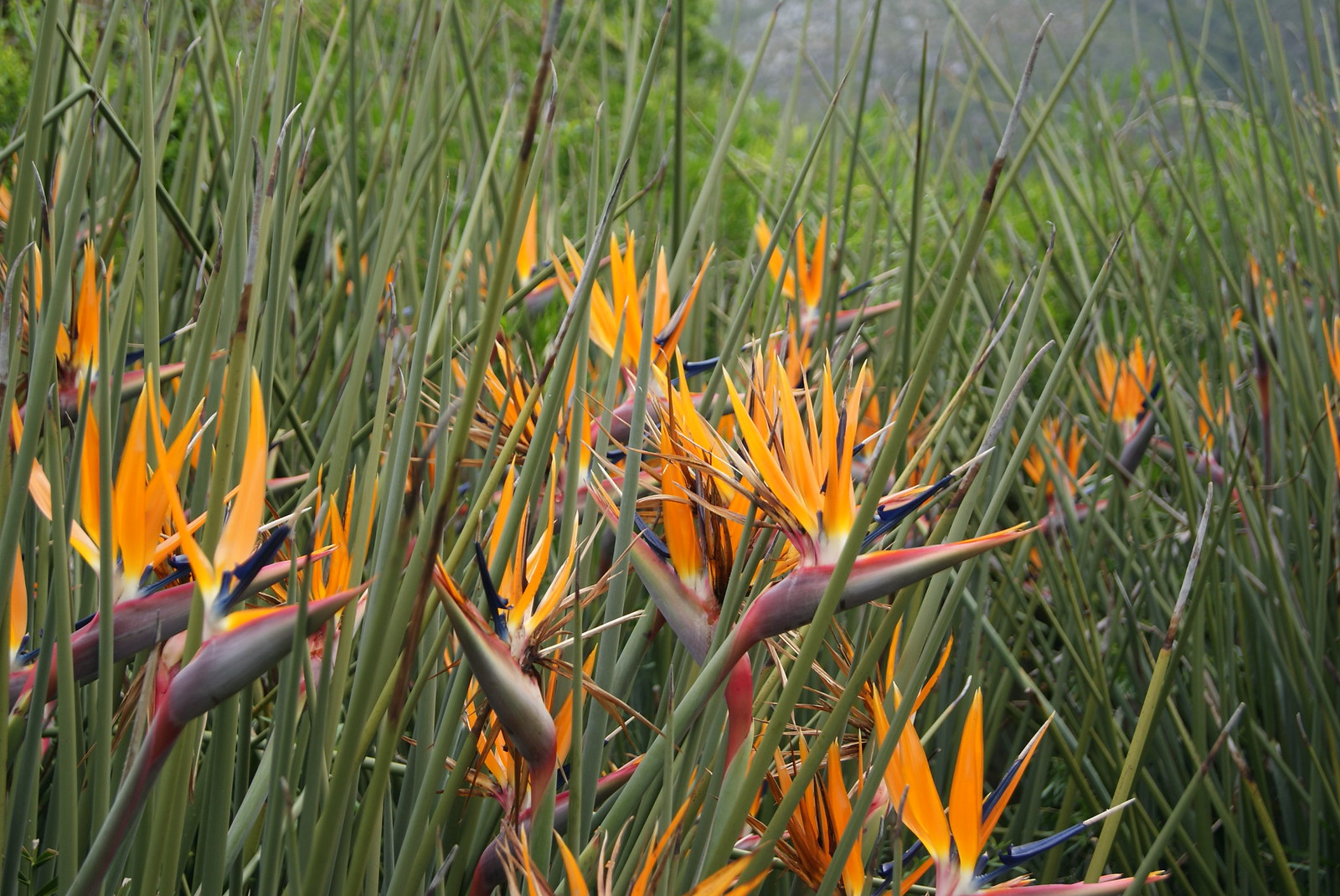 Fleurs oiseaux de paradis (Strelitzia reginae) au jardin botanique de Kirstenbosch, en Afrique du Sud. Fleurs oiseaux de paradis (Strelitzia reginae) au jardin botanique de Kirstenbosch, en Afrique du Sud.