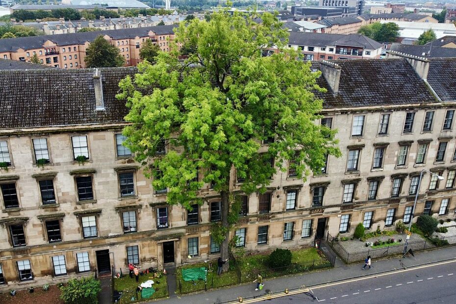 Le frêne d’Argyle Street, l’arbre solitaire qui pousse à Glasgow depuis 175 ans frene argyle street glasgow Le frêne d'Argyle Street à Glasgow devant Franklin Terrace