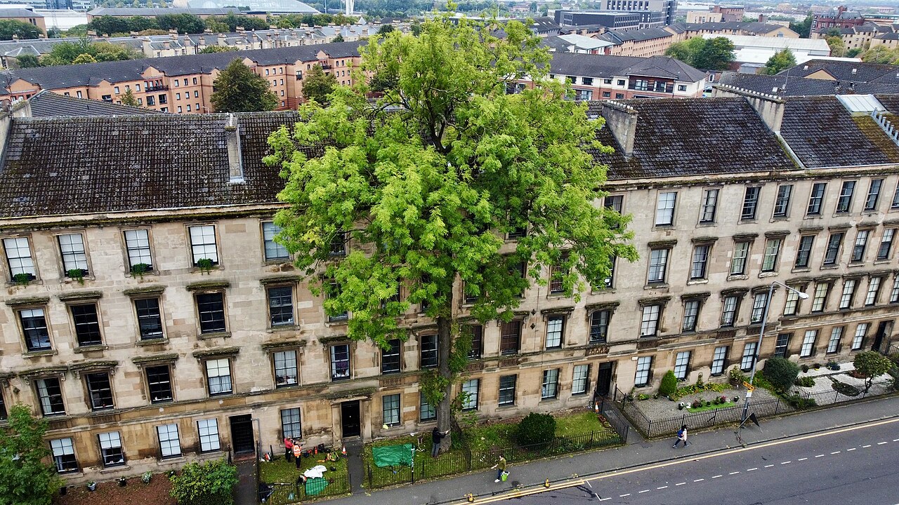 frene argyle street glasgow Le frêne d'Argyle Street à Glasgow devant Franklin Terrace
