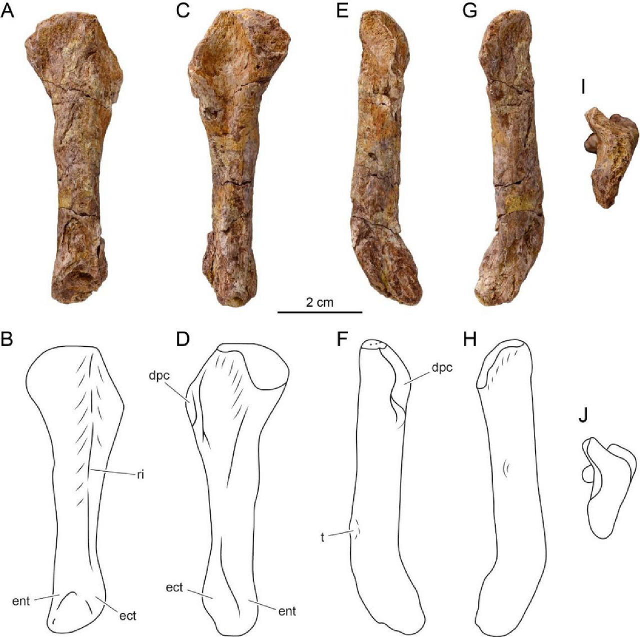 garamaudo bauciensis humerus fossile Humérus fossile de Garamaudo bauciensis montrant un os du membre antérieur de ce mosasaure d'eau douce