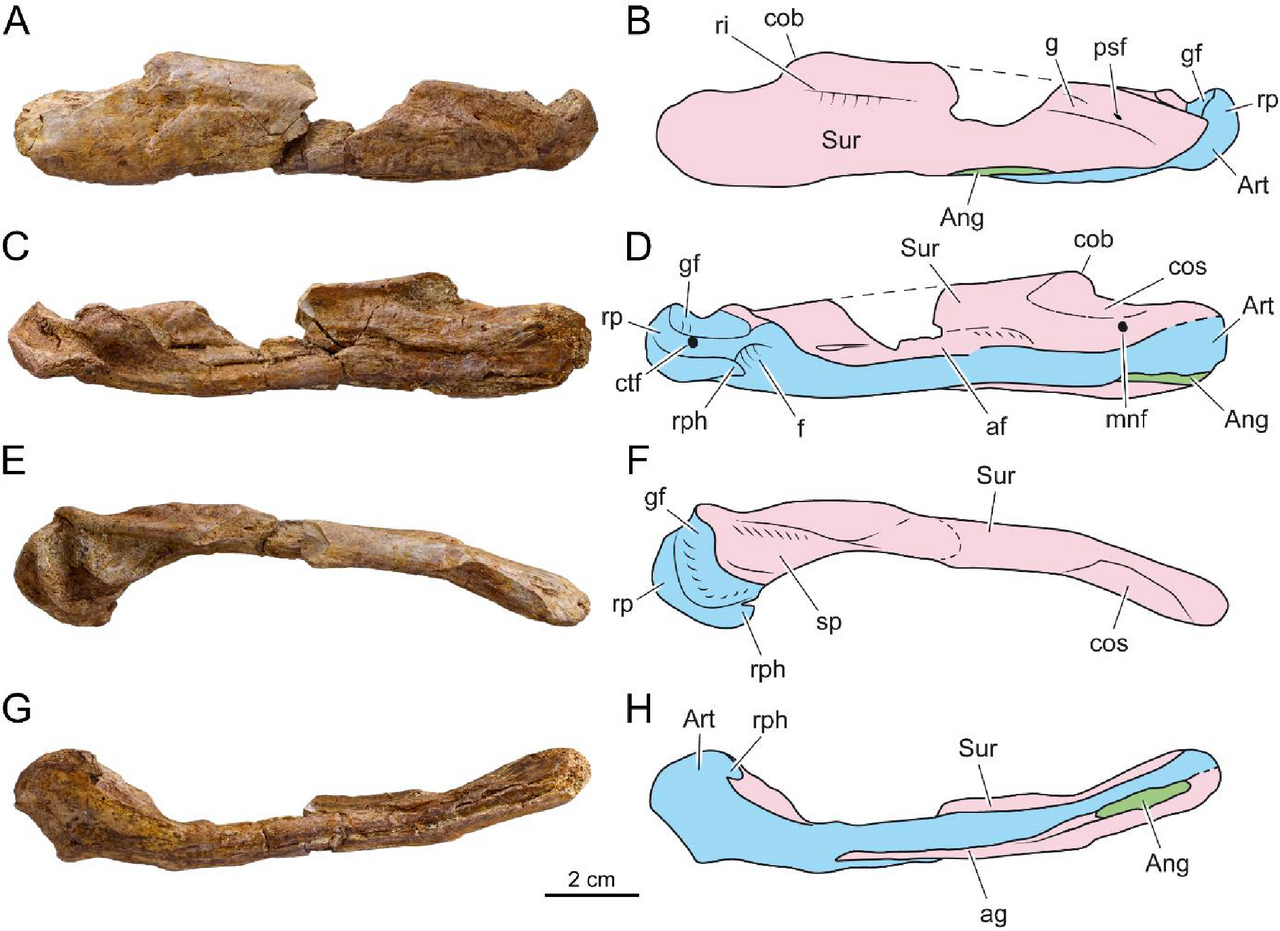 garamaudo bauciensis mandibule fossile Mandibule fossile de Garamaudo bauciensis, mosasaure découvert à Bouc-Bel-Air près d'Aix-en-Provence