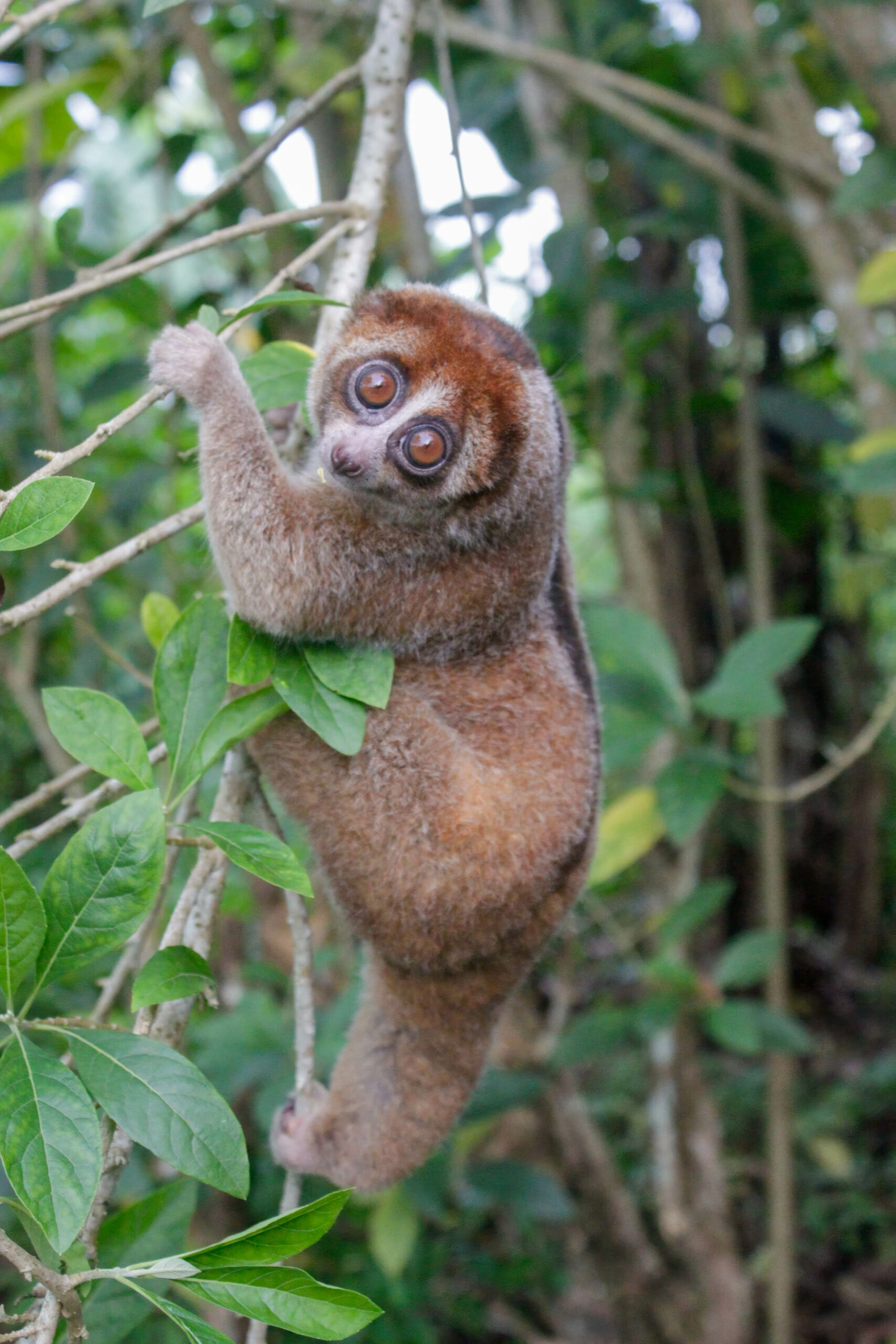 Le loris lent de Bangka dans les arbres Loris lent de Bangka agrippé aux branches