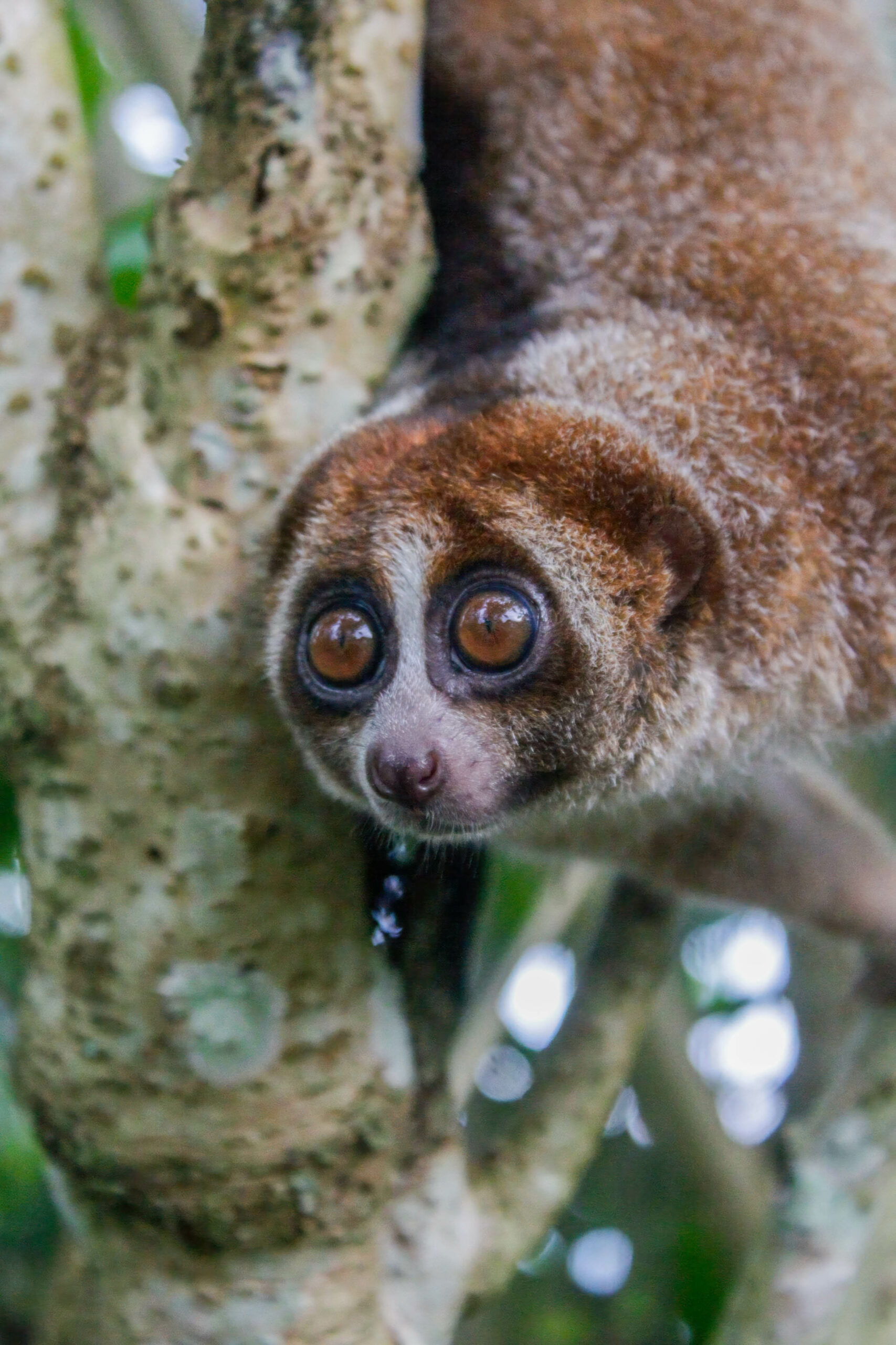 Portrait du loris lent de Bangka, un primate venimeux Portrait rapproché d'un loris lent de Bangka montrant ses grands yeux et son masque facial