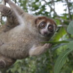Loris lent de Bangka (Nycticebus bancanus) agrippé aux branches dans la végétation tropicale