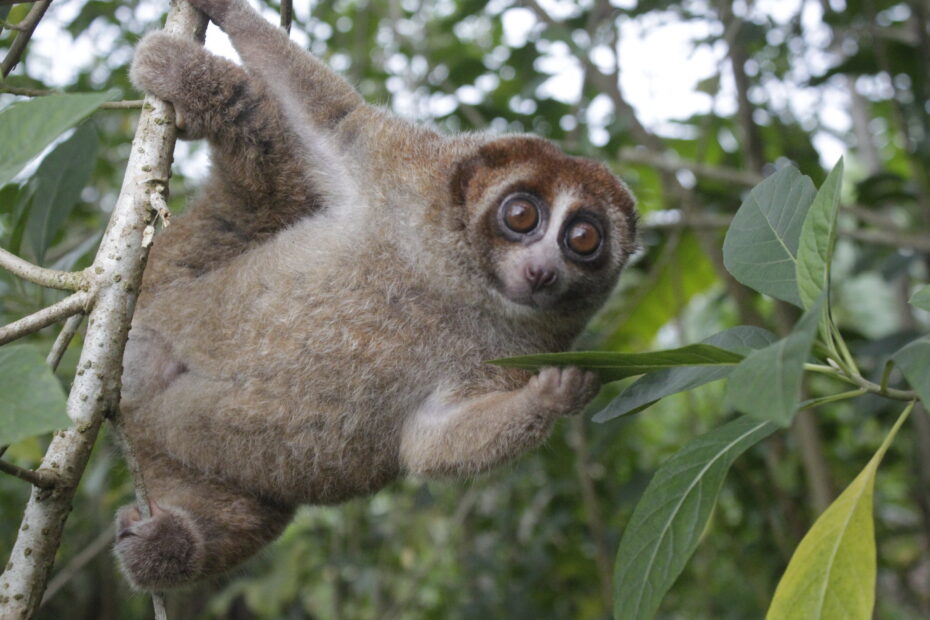 Loris lent de Bangka (Nycticebus bancanus) agrippé aux branches dans la végétation tropicale
