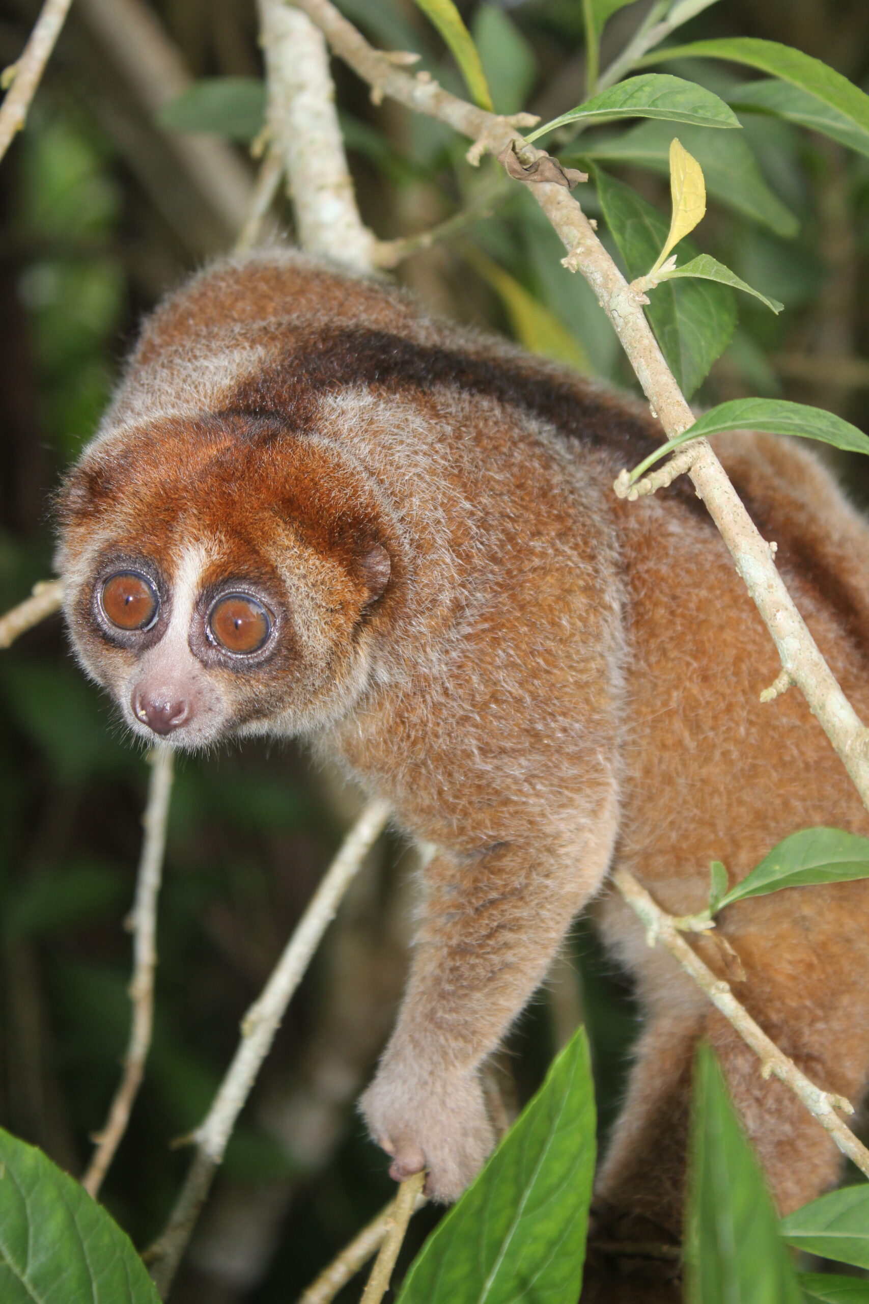 Le pelage et le visage du loris lent de Bangka Loris lent de Bangka avec son pelage brun roux, son masque facial contrasté et ses grands yeux ronds