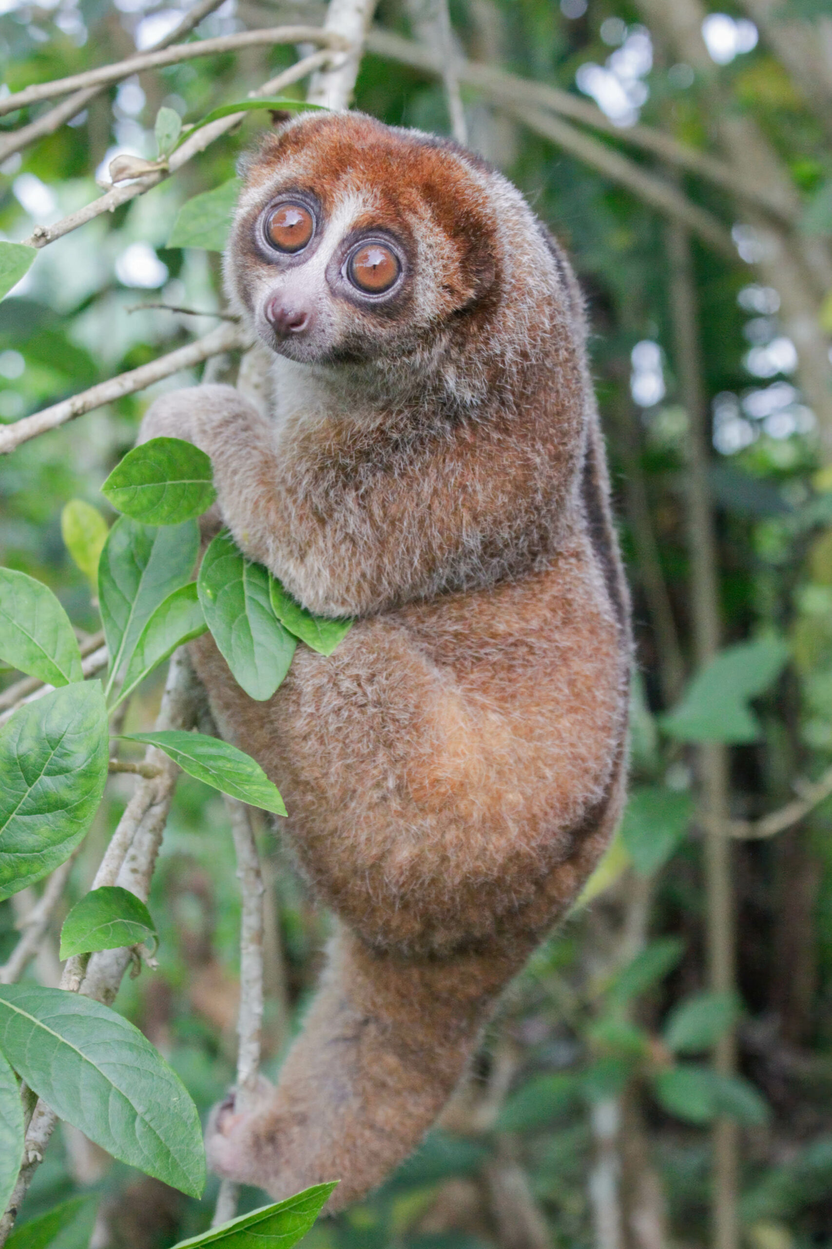 loris lent bangka vegetation tropicale Loris lent de Bangka parmi les branches et les feuilles de la végétation tropicale