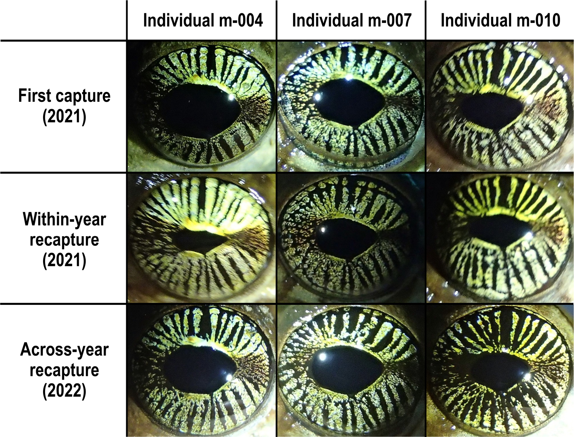 osteocephalus oophagus identification iris Comparaison des motifs d'iris de trois mâles Osteocephalus oophagus lors de captures et recaptures en Guyane française en 2021 et 2022