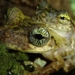 Deux grenouilles Osteocephalus oophagus aux iris dorés présentant des lignes radiales noires