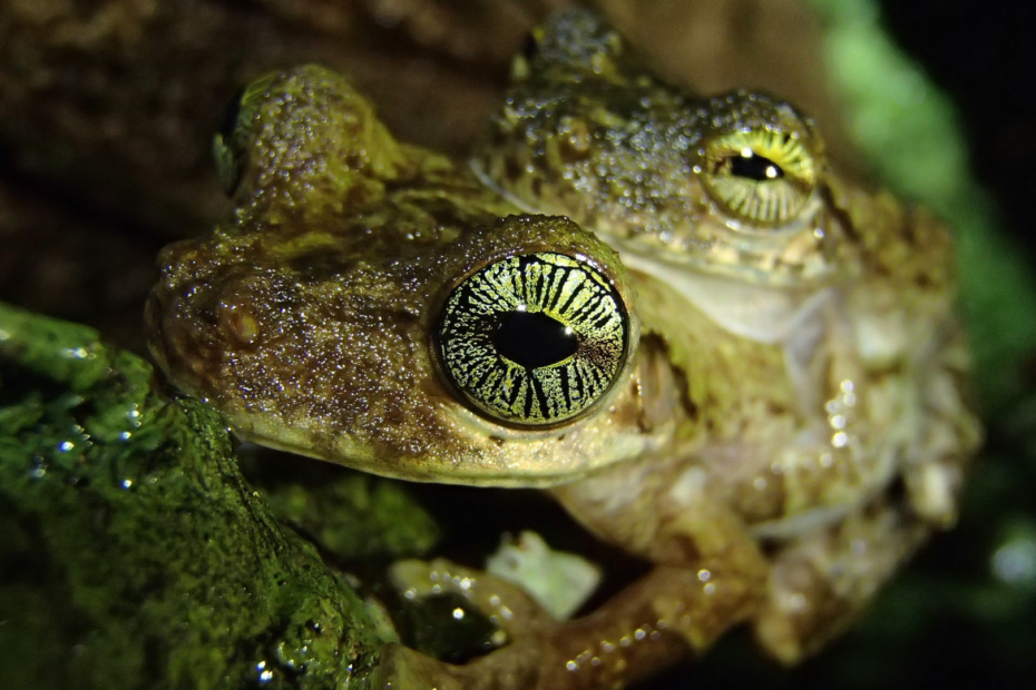 Deux grenouilles Osteocephalus oophagus aux iris dorés présentant des lignes radiales noires