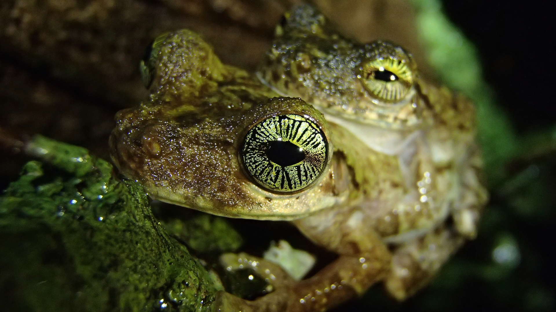 osteocephalus oophagus iris dores guyane Deux grenouilles Osteocephalus oophagus aux iris dorés présentant des lignes radiales noires
